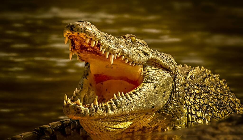 Alligator